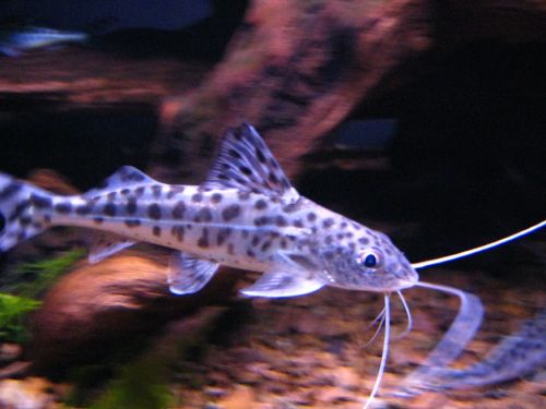 Pimelodus Pictus catfish grows to about 4.3" 10.5cm Magnificent whiskers